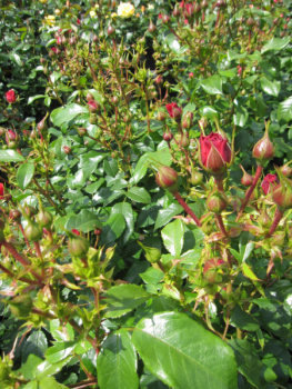 Preview: Beetrose Cherry Girl 4